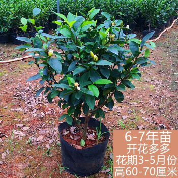 牵挂 含笑花苗浓香型花卉带花苞室内阳台耐寒四季常青植物含笑花盆栽