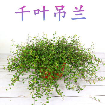常绿盆栽花卉室内植物 净化空气 婚纱吊兰 铁丝草纽扣藤 千叶吊兰【1