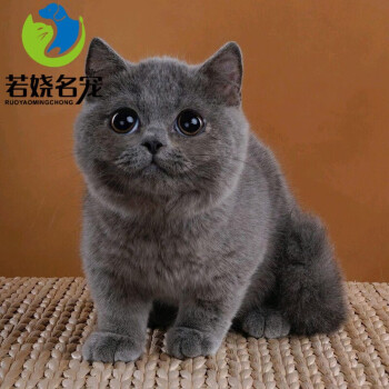 活物幼崽异国短毛猫纯种英国短毛猫蓝猫蓝白猫英短猫金渐层银渐层猫咪