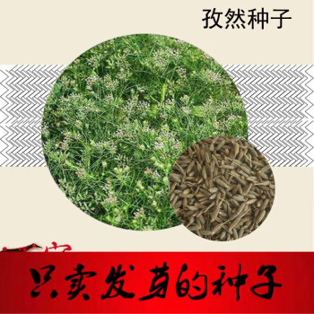 佶优合孜然种子孜然粉枯茗孜然芹新疆孜然种籽调味香料蔬菜种200粒肥