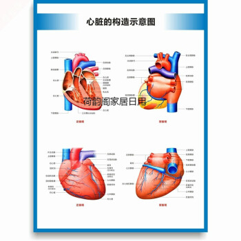 心脏构造图心脏结构图心脏解剖图人体血液循环系统图诊所医院挂图心脏