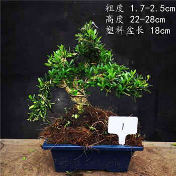 原生米叶黄杨雀舌黄杨皱皮雀舌黄杨小品盆景盆栽1含盆