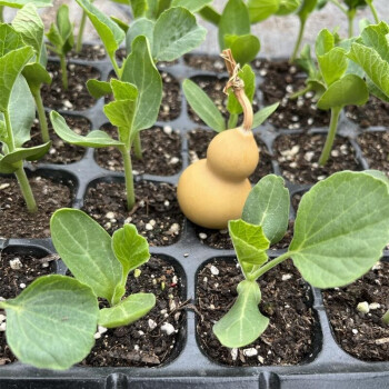 葫芦苗小葫芦苗八宝手捻葫芦苗秧巨型大葫芦种子蚂蚁葫芦籽阳台四季