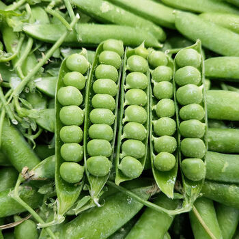 云南豌豆新鲜青豌豆带壳生甜豌豆批发蔬菜大全新鲜蔬菜炒肉嫩豌豆带箱