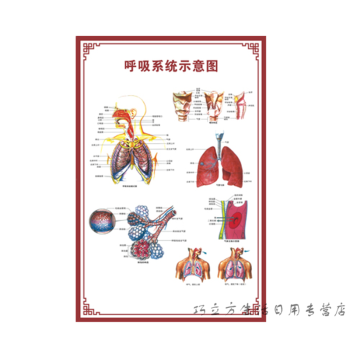 呼吸系统示意图 【24寸:40x60cm】【图片 价格 品牌 报价】-京东