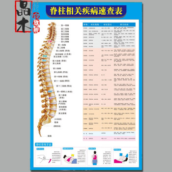 人体骨骼挂图人体脊柱骨骼模型神经脏器示意图分布图相关疾病挂图脊椎