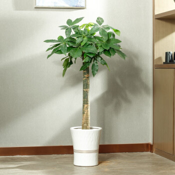 单杆发财树盆栽植物室内绿植大树桩客厅办公室绿植粗杆发财树花卉绿植
