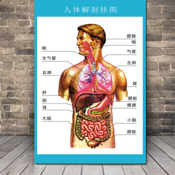 人体解剖图结构示意图彩色学人体内脏器官骨骼肌肉器官脊椎关节高清挂