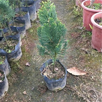带土发货庭院园林绿化植物侧柏扁柏香柏树苗盆栽盆景30cm高3年苗不含