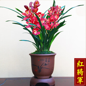 大花惠兰兰花浓香蕙兰大花朵宽叶盆栽花卉绿植兰草兰花苗f5红将军4苗
