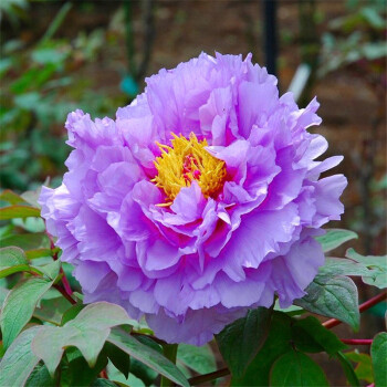 耐寒易播四季播种 简易植物花卉种子 五花珑玉 蓝田玉 5粒 不含盆