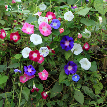 波斯菊 百日草 矢车菊 太阳花 五彩石竹 含羞草 矮牵牛花 种子 牵牛花