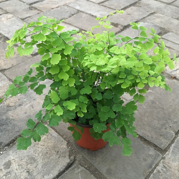 绿植花卉耐阴水培铁线蕨盆栽铁丝草多年生常绿草本观叶绿植带土茂盛