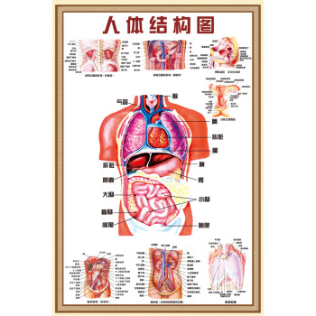 人体解剖图结构示意图人体内脏器官骨骼肌肉构造挂图全身解刨图片人体