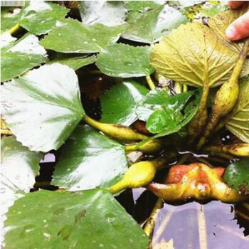 菱角苗青菱角菱角苗池塘绿化水草菱角种子家庭阳台种植菱角菱角苗50棵