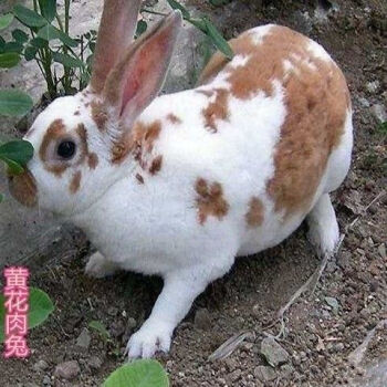 黄花大巨兔 繁殖组四只(一公三母)