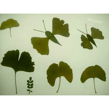 真树叶标本粘帖画 幼儿园儿童diy手工制作粘贴画材料包r 乳白色 蝴蝶图片