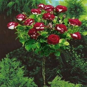 绿植花卉高杆树形树桩树状大花双色月季花苗玫瑰树苗 爱丽丝1厘米粗度