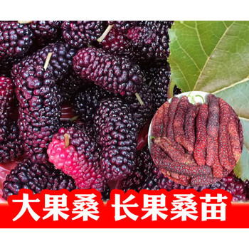 桑葚苗树苗 台湾无籽大十果桑苗长桑果树当年结果 桑葚嫁接苗 长果桑
