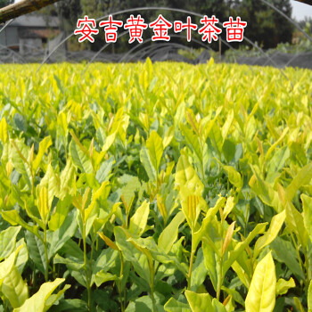 龙井茶叶树苗碧螺春茶苗黄金芽茶树苗安吉白茶树苗茶树苗盆栽 黄金芽