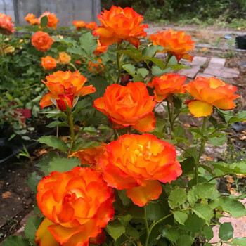 唯友(weiyou) ㊣欧月盆栽阳台丰花月季 门廊绒球月季花苗 勤花多花