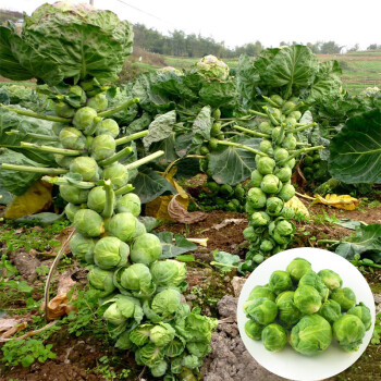 禾花楹种业 特色蔬菜种子 孢子甘蓝种子 抱子子持甘蓝 芽甘蓝小包菜中