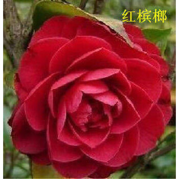 茶花苗 山花苗 室内庭院名贵四季花卉 带花苞茶树苗 红槟榔5年苗 含盆