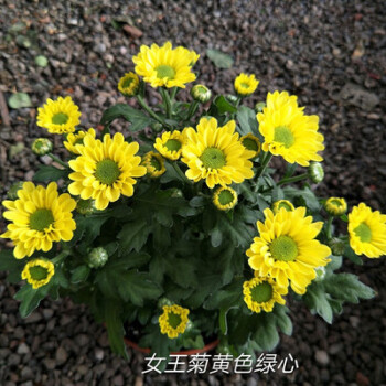 花色颜色 女王菊黄色绿心 带盆栽好