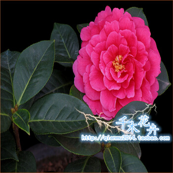 盆栽茶花苗树苗花卉茶花,恨天高茶花树苗大苗 小苗 规格齐全 8年苗 不