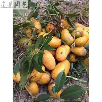 逍遥野生九月黄果树苗 三五叶木通果黄蜡果八九月瓜炸牛卵坨拿藤那藤