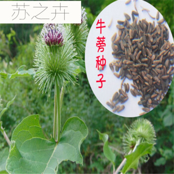 牛蒡种子 野生牛蒡 大力子 牛蒡子 东洋参 100g_ 1折现价20元