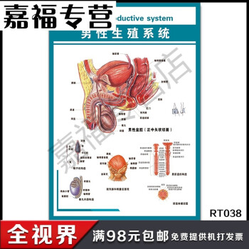 男性生殖系统挂图 男性盆腔正中矢状切面墙贴 医院人体器官解剖图 32