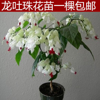 龙吐珠 花卉盆栽 九龙吐珠苗 白花龙吐珠 红花龙吐珠当年开花大苗