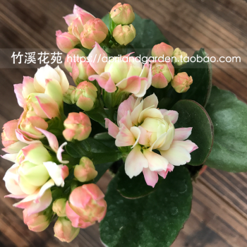 重瓣长寿花 马德里 圣诞伽蓝菜 成品花 盆栽花卉 带花苞 奥格 10cm