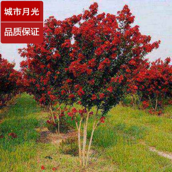 情非得已庭院花卉植物美国引进大型紫薇树苗百日红红火箭正宗紫薇盆栽