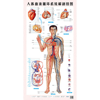 热销 人体医学解剖图 人体血液循环系统解剖挂图 赠上下挂杆图片