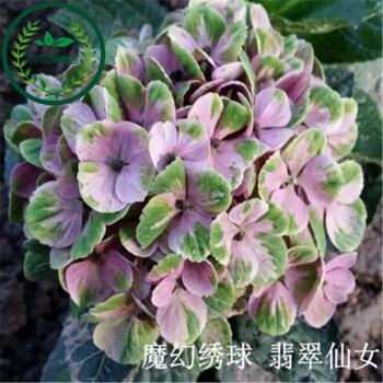 无尽夏 绣球苗紫阳花八仙花洋绣球 翡翠仙女 5年地栽苗