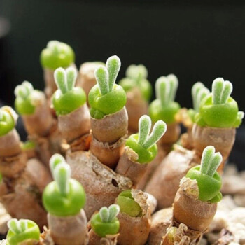 锦语多肉植物种子室内花卉盆栽生石花多肉 碧光环种子