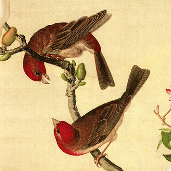Timax客厅装饰画中式实木有框画 郎世宁花鸟画 客厅背景画玄关壁画餐厅挂画新中式别墅喷绘 喜上枝头-三联 60*80cm高档实木有框画35mm厚