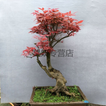 日本红枫盆景 红枫树苗 红枫盆栽 室内植物 红枫树桩