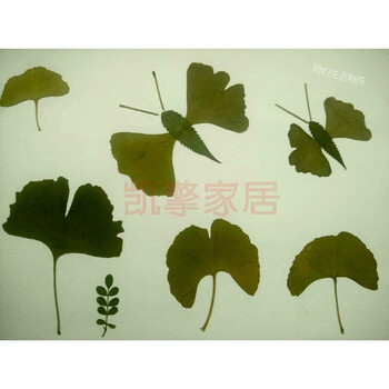 真树叶标本粘帖画 幼儿园儿童di手工制作粘贴画材料包图片