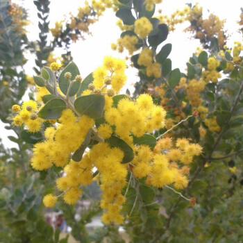 合欢树苗庭院花卉植物行道树木工程绿化苗绒花树苗合欢花 80厘米-1