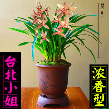 兰花苗【台北小姐】建兰四季兰花盆栽室内花卉绿植易活 台北小姐8苗
