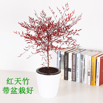 盆景盆栽南天竹适合庭院阳台室内秋冬季节叶片