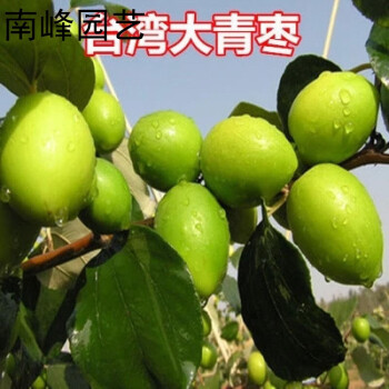 娴雅 庭院优良果树新品种 苹果枣树苗 台湾大青枣 牛奶蜜枣 当年结果