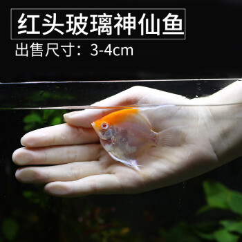 红头玻璃神仙鱼观赏鱼活体热带鱼燕鱼活体宠物鱼七彩神仙配鱼