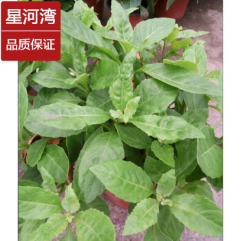 云中阁明月草盆栽苗 金鸡毛草 神仙草 白背三七苗植物