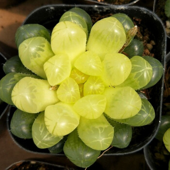 花络阁多肉植物琥珀宝草玉露锦糯玉露琥珀带盆栽好琥珀玉露