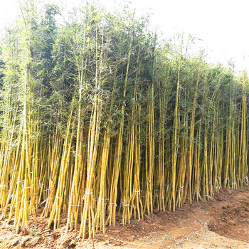 金镶玉竹 彩色竹子四季常青,庭院盆栽,阳台室内植物, 包成活 黄金竹1