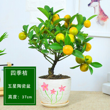 花明柳媚金桔子盆栽四季观赏室内客厅小金橘盆景桔子树苗橘子果树苗带